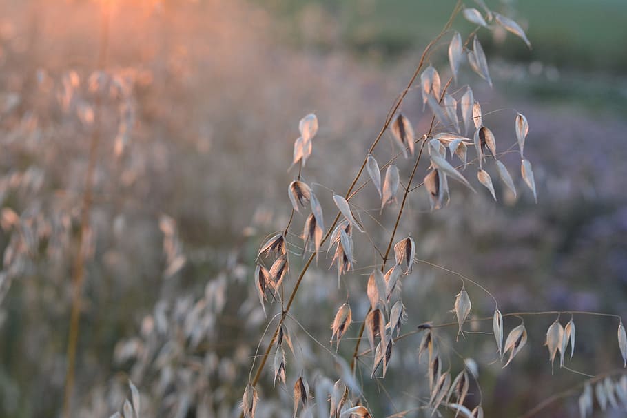 corn, oats, collections, harvest, field, ears, kłos, agriculture HD wallpaper