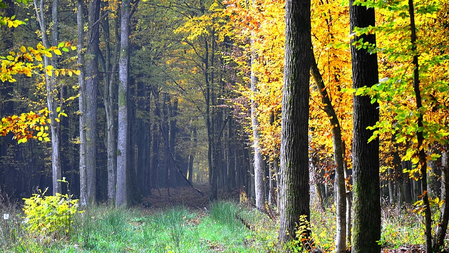 Autumn, Forest, Nature, tree, woodland, tree trunk, pine tree HD wallpaper