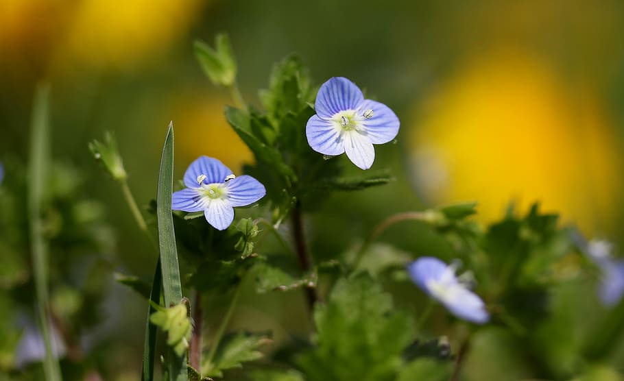 flower, blue, small, wild, plant, cornflower, camp, flowering plant HD wallpaper