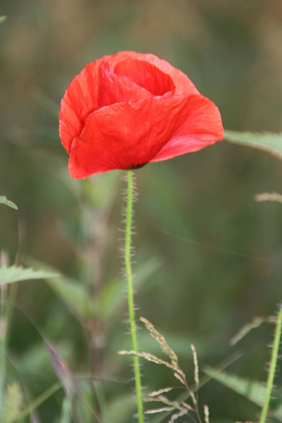Poppy, Sunset, Camp, Flower, red, nature, petal, plant, beauty in nature HD wallpaper