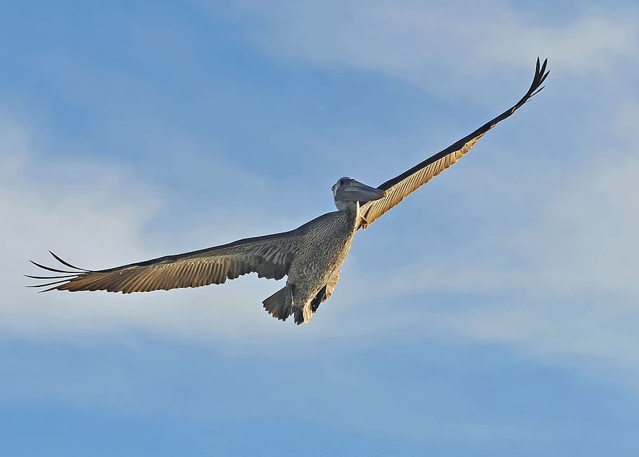 shore, ocean, pelican, bird, flying, nature, animal, wildlife, HD wallpaper