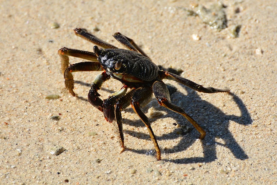 Cancer, Animals, Shellfish, sea, crab, claw, nature, beach HD wallpaper