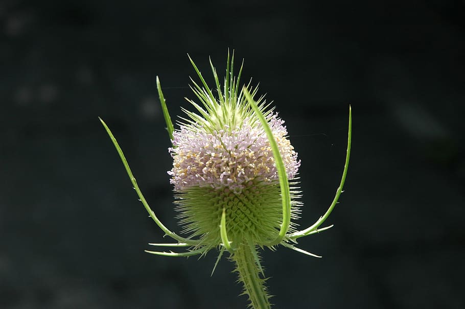 blossom, bloom, sting, thistle, close, prickly, wild plant HD wallpaper
