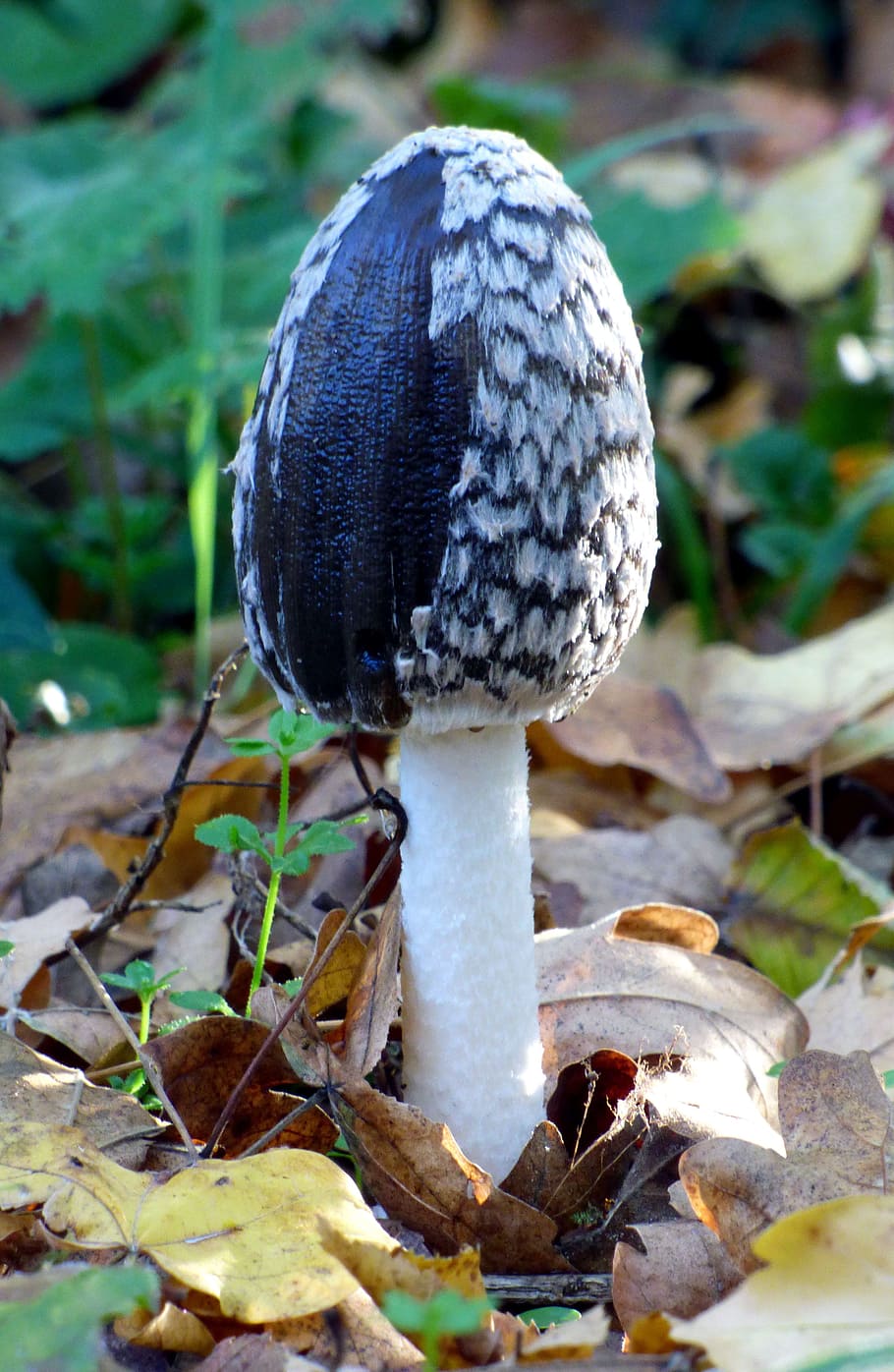 fungus, fall, foot, white, hat, black, nature, forest, wood HD wallpaper