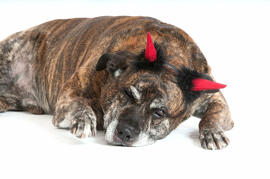 dog, devil, dogs, portrait, animal, mammal, one animal, domestic HD wallpaper