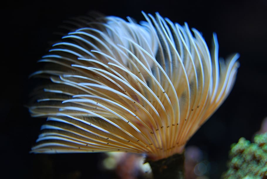 worm, reef, underwater, ocean, sea, marine, animal, nature HD wallpaper