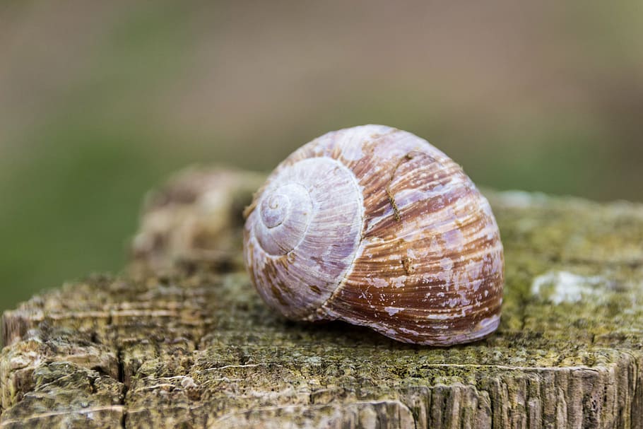 shell, snail, mollusk, nature, animal, close, animal wildlife HD wallpaper