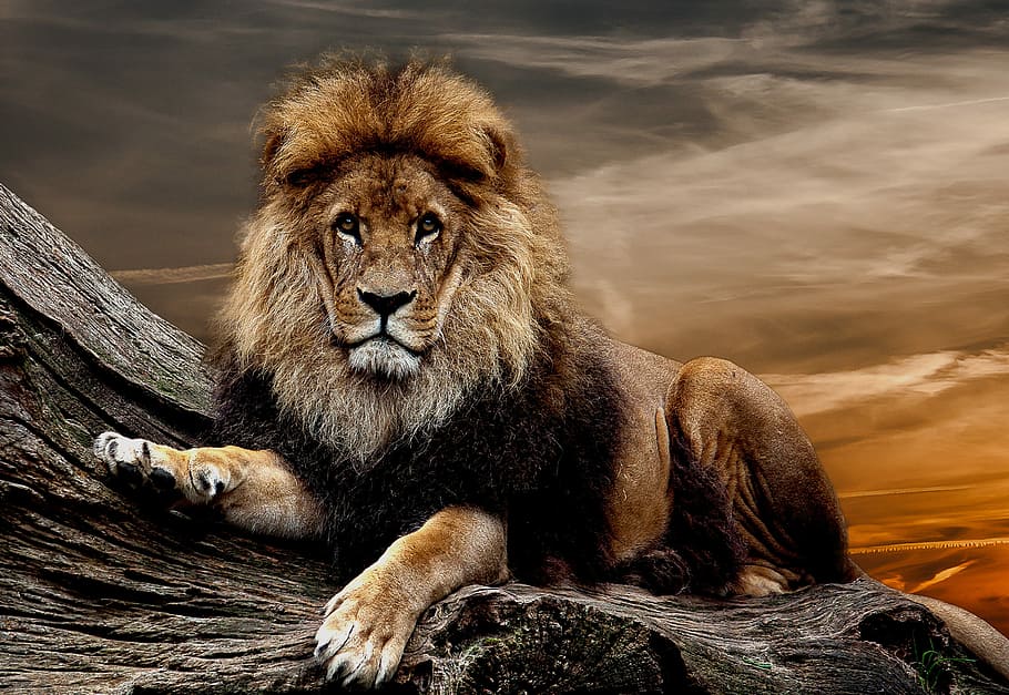 painting of lion, predator, animal, zoo, animal wildlife, animal themes, HD wallpaper