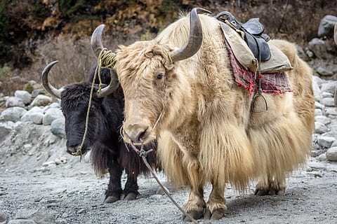 Manali, Himalayas, Yak, Cattle, Horns, solang, nandi, horned HD wallpaper