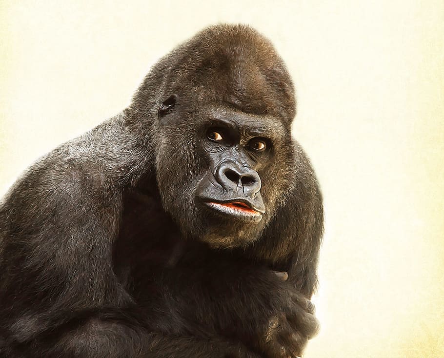 black gorilla, silverback, animal, silvery grey, imposing, powerful HD wallpaper