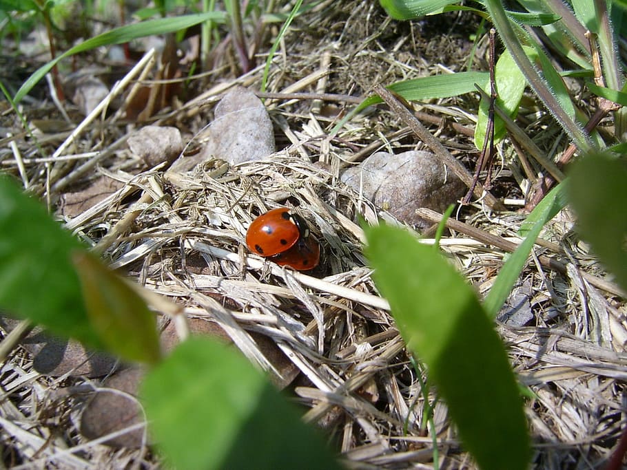 ladybug, red, act, pairing, dry, green, beige, hay, leaves, HD wallpaper