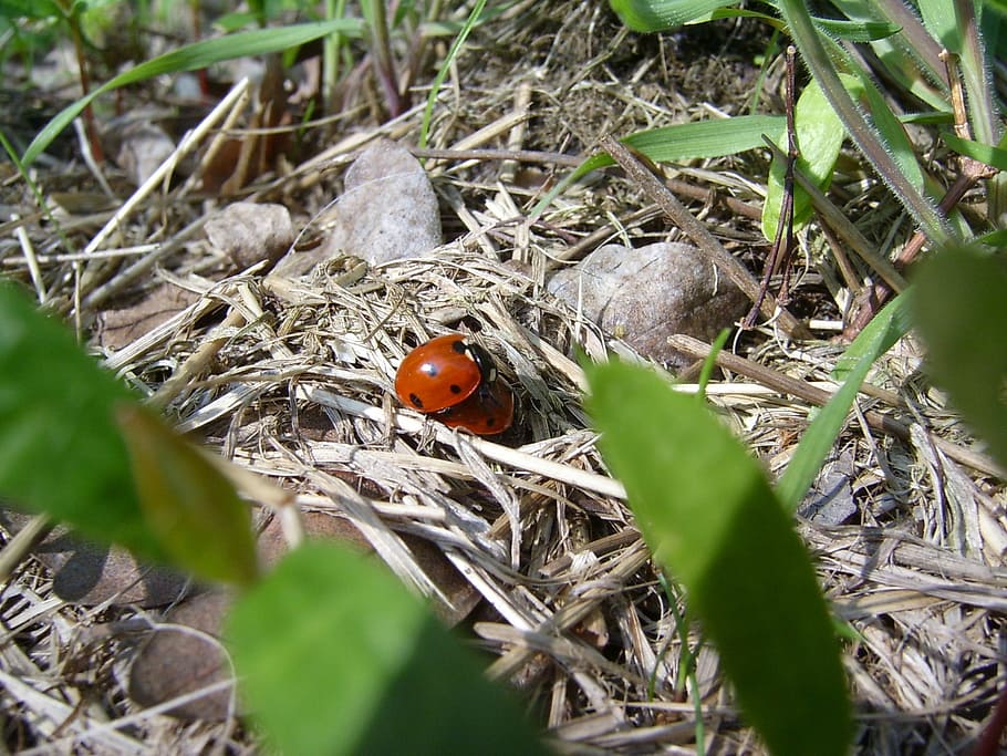 ladybug, red, act, pairing, dry, green, beige, hay, leaves HD wallpaper