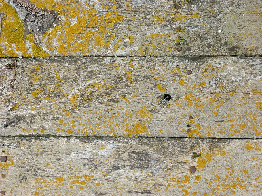 Background, Texture, Wood, Mold, Lichen, textured, wall - building feature HD wallpaper