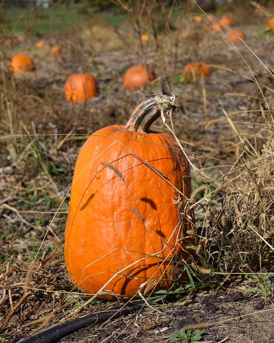 pumpkin, pumpkin patch, fall, halloween, autumn, orange, farm HD wallpaper