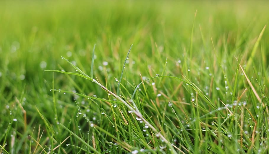 green, grass, dewdrops, nature, spring, summer, plant, field HD wallpaper