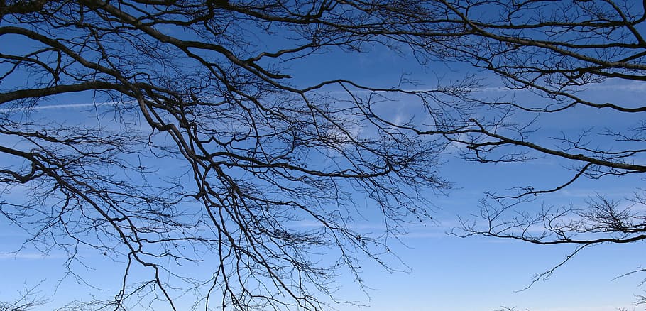 branches, connectivity, tree, blue, black, nature, outdoor HD wallpaper