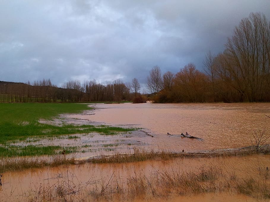 flood, river, rain, grown, water, field, agriculture, damp HD wallpaper