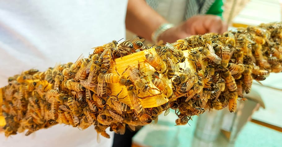 shallow focus photography of honeybees, wax, hive, frame, closeup, HD wallpaper