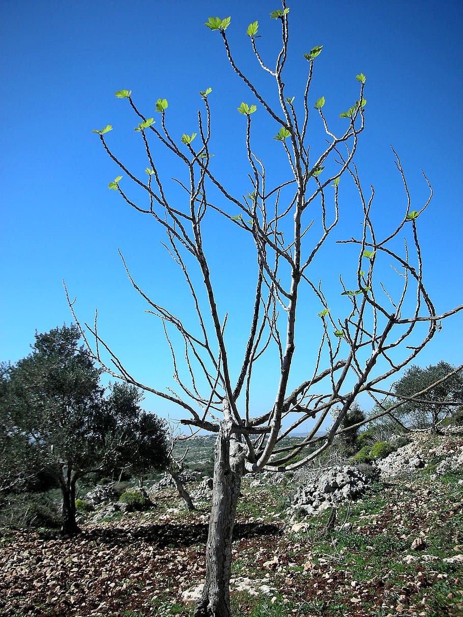 tree, spring, blossom buds, nature, green, sky, blue sky, plant HD wallpaper