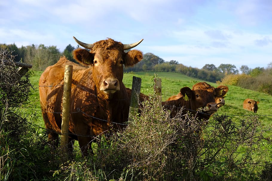 animals, cows, cattle, flock, fence, pasture fence, gate, imprisoned HD wallpaper