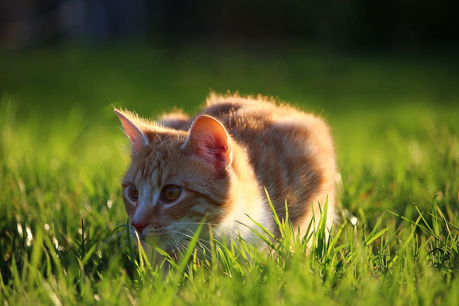 orange tabby kitten docking on grass field, Mackerel Tabby HD wallpaper