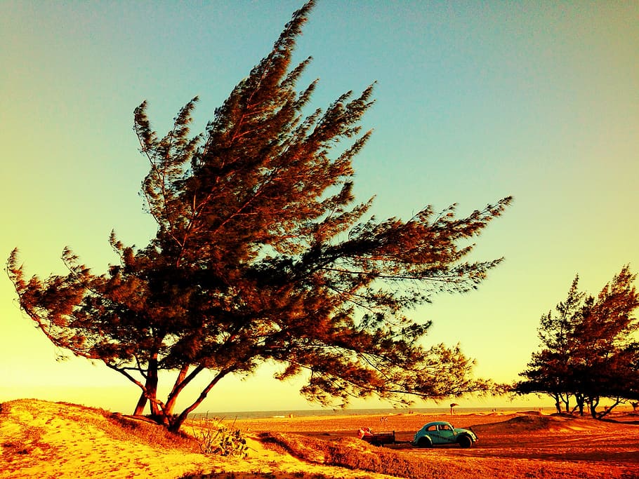 blue Volkswagen beetle on road, tree, landscape, car, nature HD wallpaper