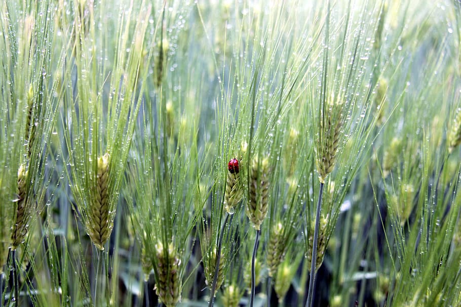 shallow focus photography of plants, ladybug, cheongbori, summer HD wallpaper