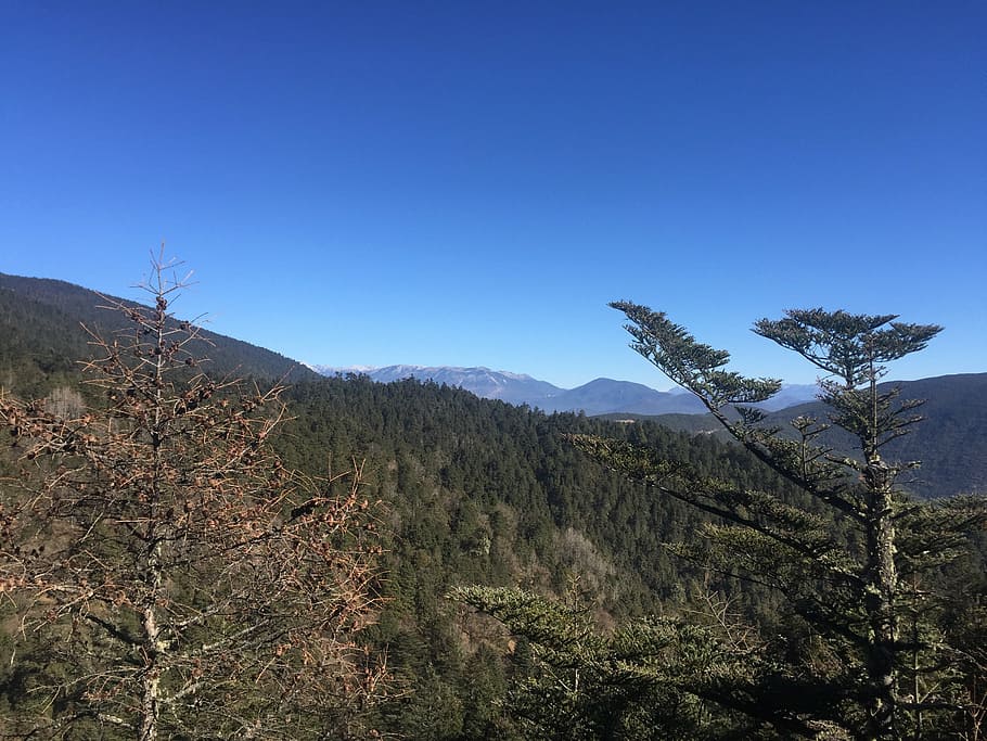tree, mountain, the scenery, sky, plant, tranquility, scenics - nature HD wallpaper