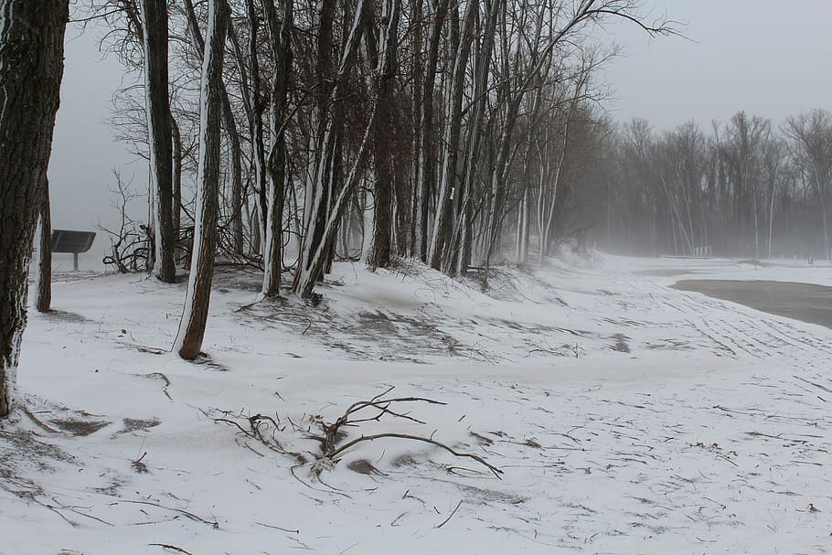 Snow, Sand, Beach, Nature, Winter, cold temperature, tree, forest HD wallpaper