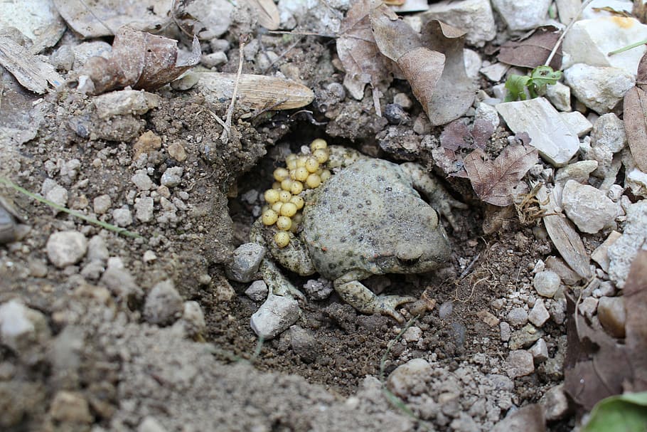 toad, animals, gerardo, nature, solid, no people, day, high angle view HD wallpaper
