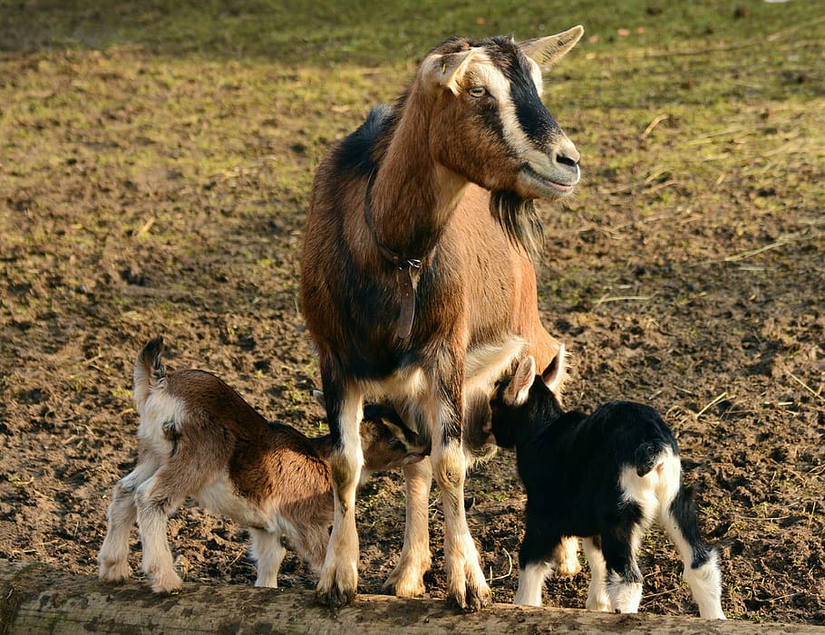 goat with two goat kid on brown ground, goats, young goats, domestic goat