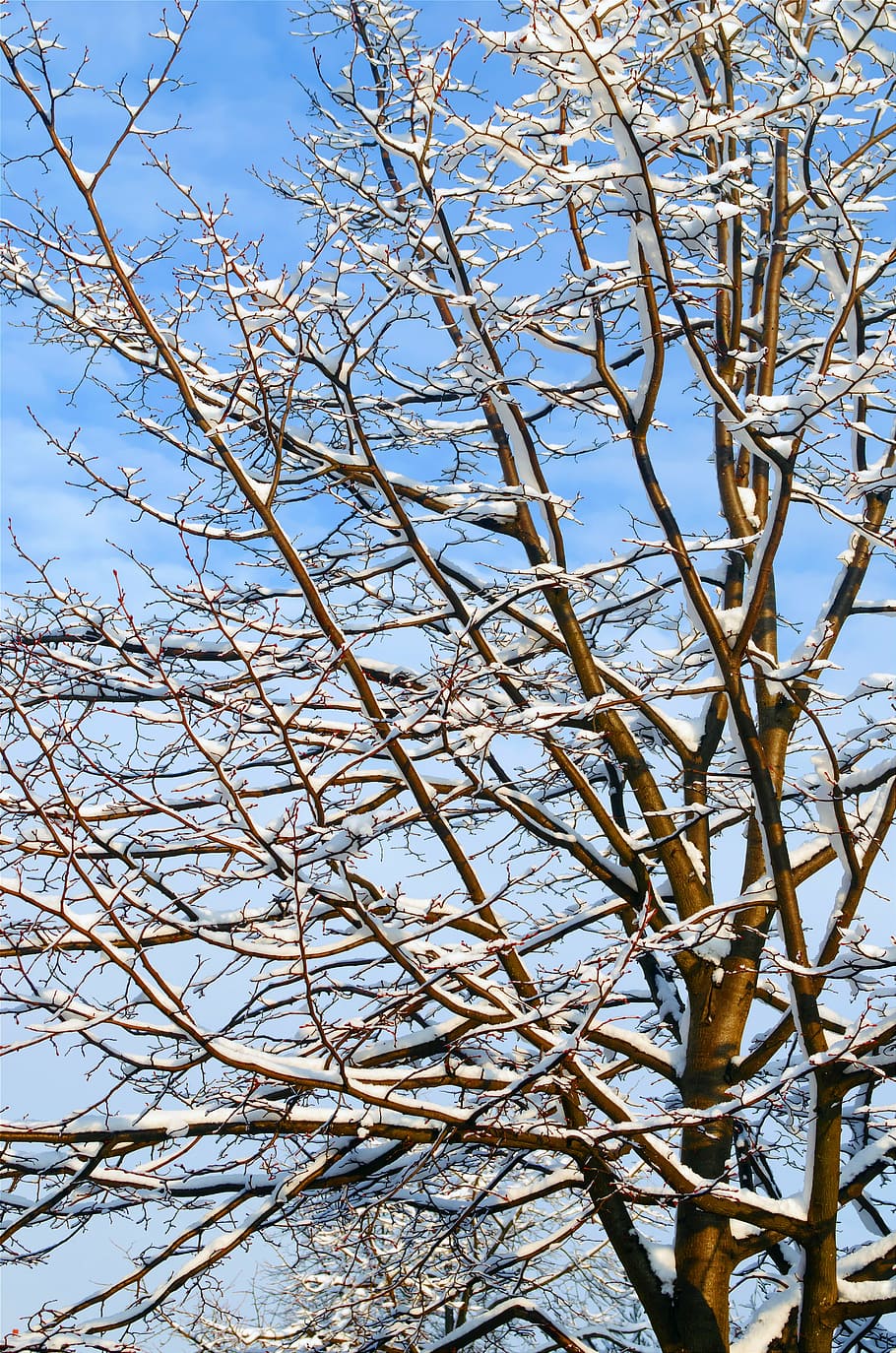 bare tree covered with snow under cloudy sky, nice, winter HD wallpaper