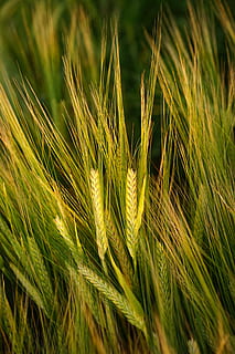 shallow focus photography of green leafed plant, barley, field HD wallpaper