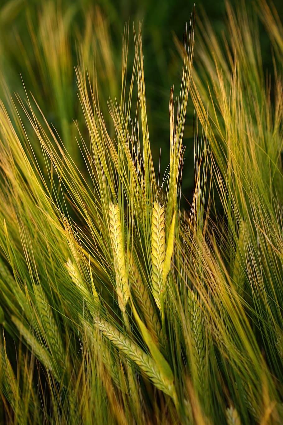 shallow focus photography of green leafed plant, barley, field HD wallpaper