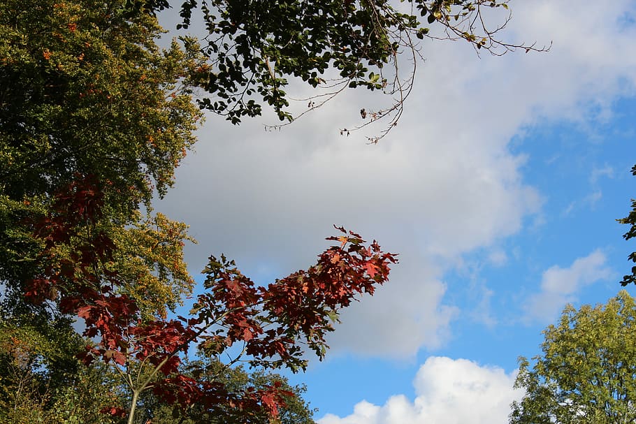 Sky, Trees, Autumn, nature, cloud - sky, leaf, plant, low angle view HD wallpaper