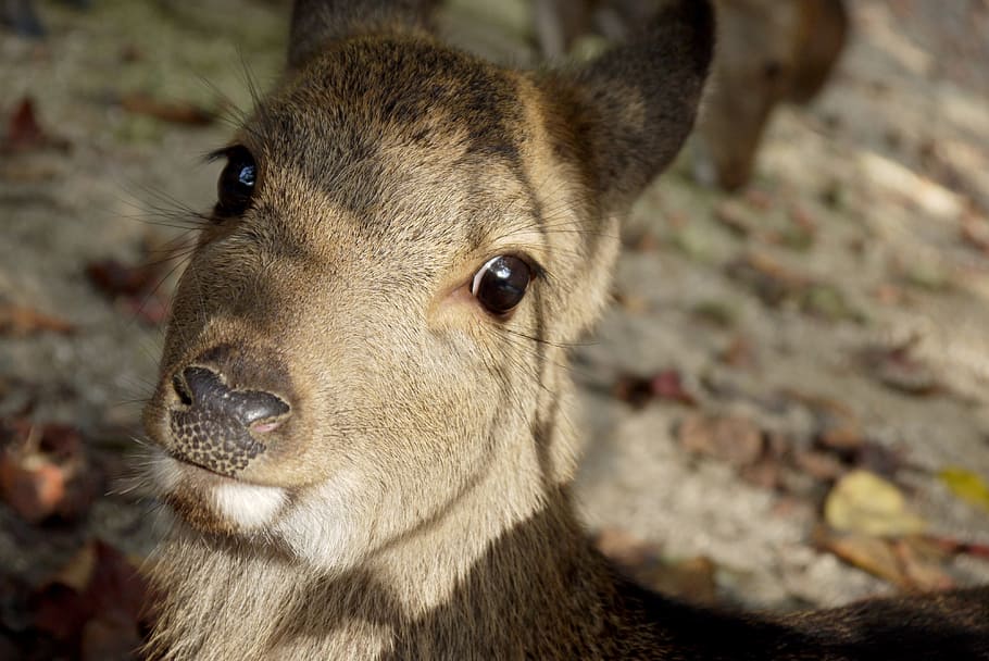 Biche, Head, Wild, Close Up, Animal, suede, game, portrait HD wallpaper