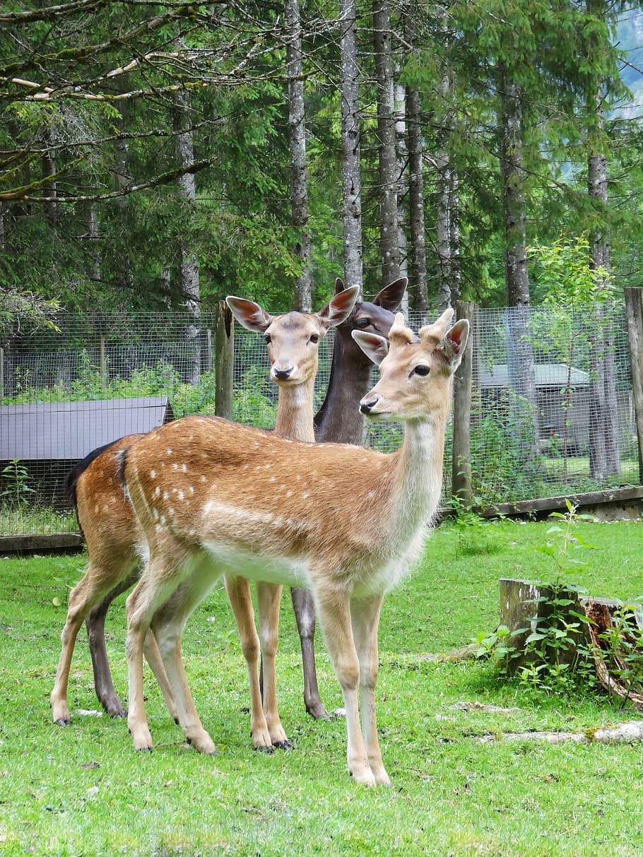 hirsch, wild, roe deer, forest, nature, fallow deer, animals HD wallpaper