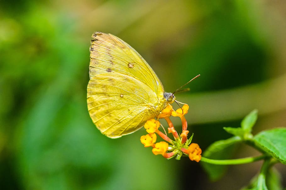 yellow butterfly, macro, spring, invertebrate, insect, animal themes HD wallpaper