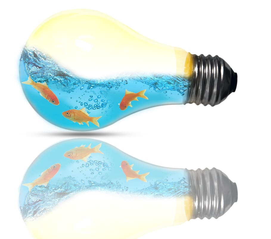 light bulb, creativity, imagination, studio shot, white background HD wallpaper
