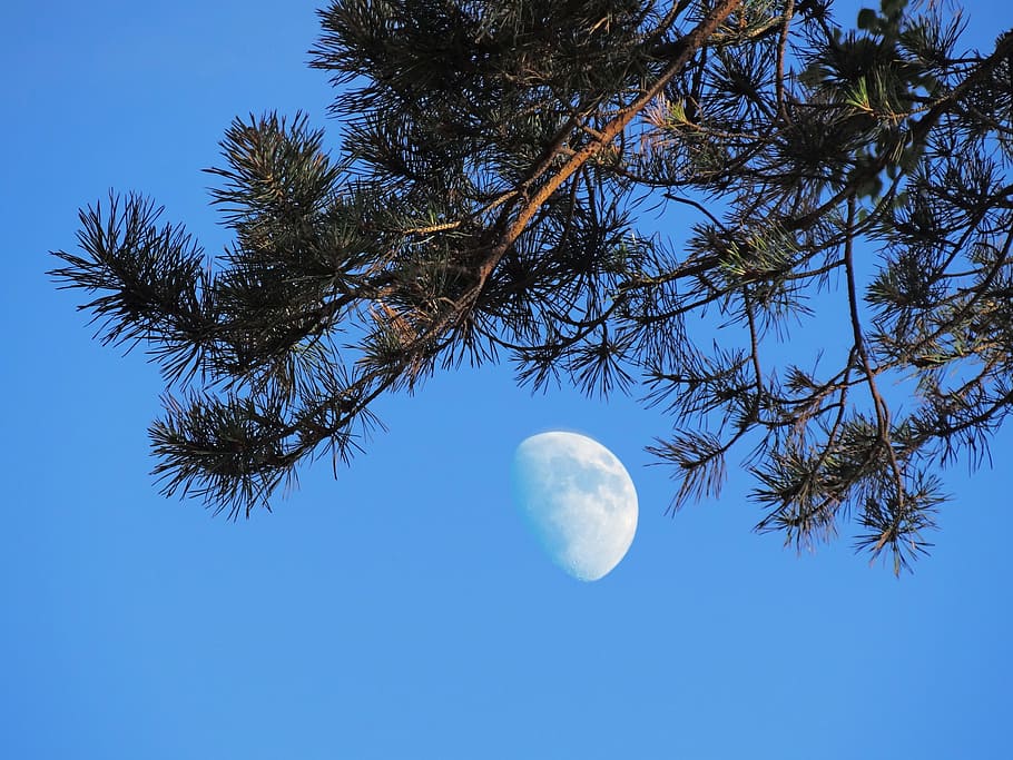 Nature, Moon, Evening, Tree, Needles, full moon, sky, blue HD wallpaper