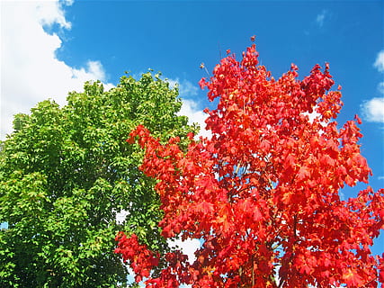 red leafed tree and green leafed tree, maples, red tree, two trees HD wallpaper