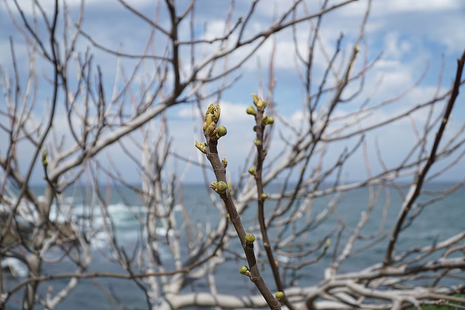 tree, nature, branch, outdoors, sky, spring, bulgaria, black see, HD wallpaper