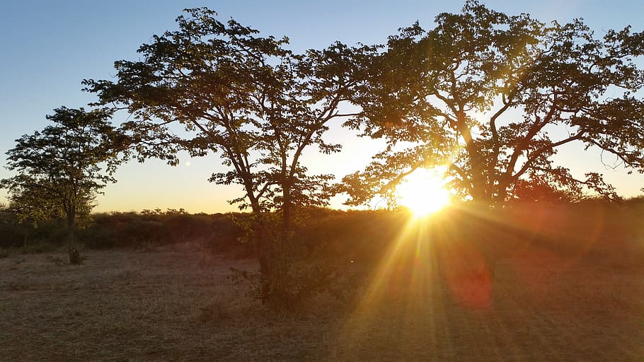 wild, tree, sun, nature, outdoor, sky, sunset, sunlight, plant HD wallpaper
