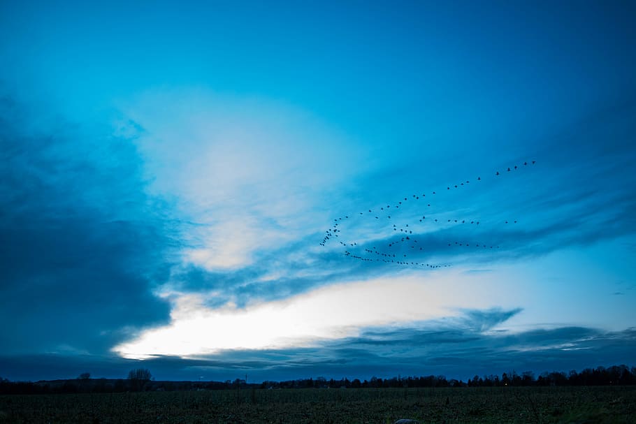 Evening, Blue, Sky, Migratory Birds, blue hour, scenics, nature HD wallpaper