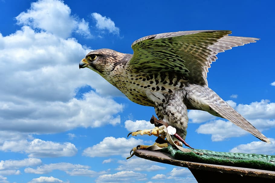 Animals falcons 1080P, 2K, 4K, 5K HD wallpapers free download.