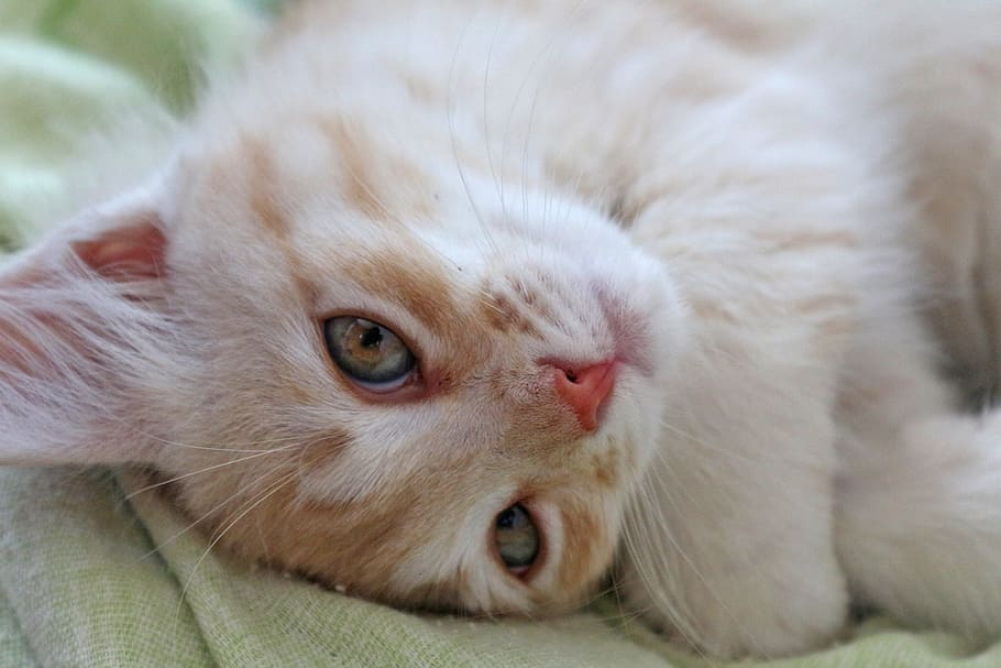 orange tabby cat lying on green textile, kitten, housecat, pet HD wallpaper