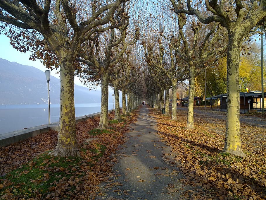 path, promenade, nature, tree, plant, the way forward, direction HD wallpaper