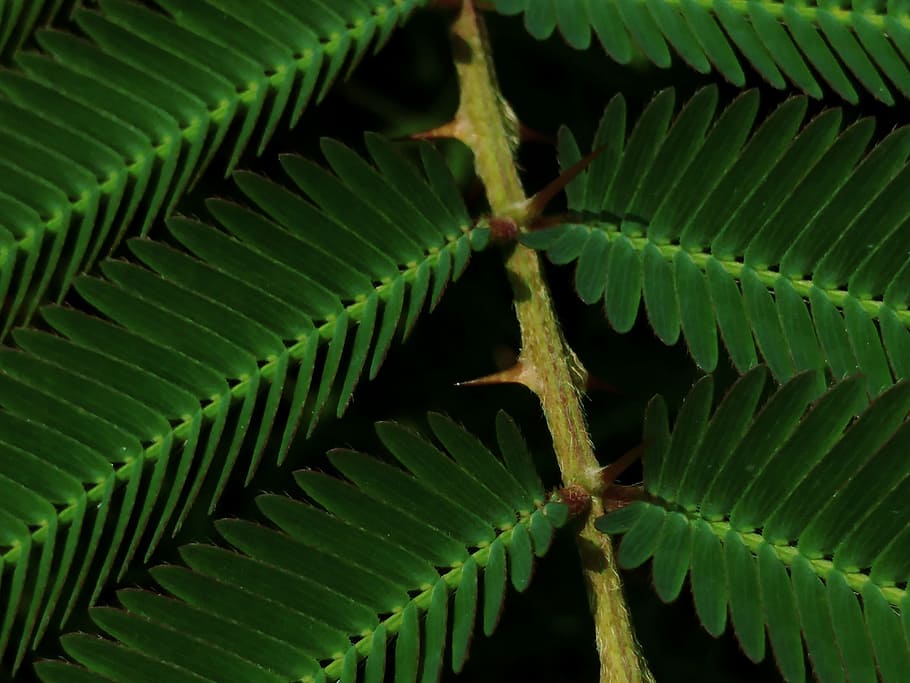 green, weed, prickly, spiny, leaves, closeup, wild, meadow HD wallpaper