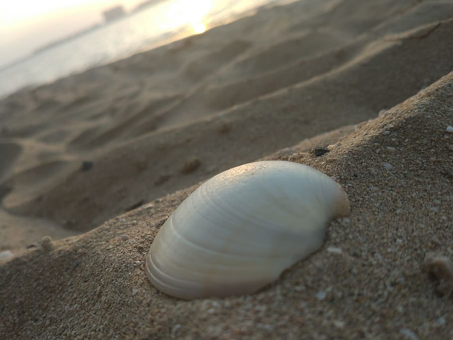 seashell, sand, land, beach, close-up, animal wildlife, animal shell HD wallpaper