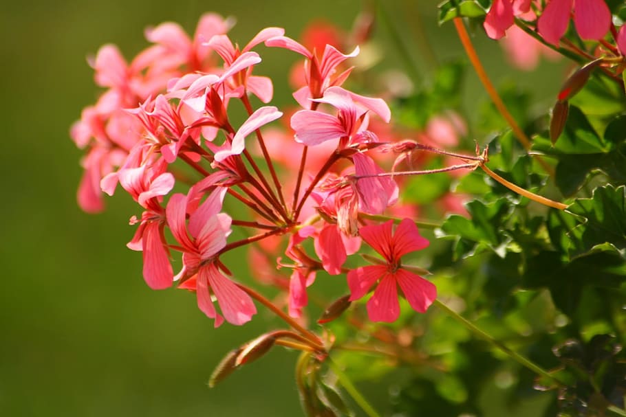 selective focus photography of pink petaled cluster flowers in bloom HD wallpaper